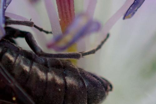 Corynis obscura