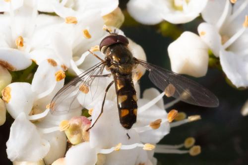 Réf. 276 646 : Meliscaeva auricollis