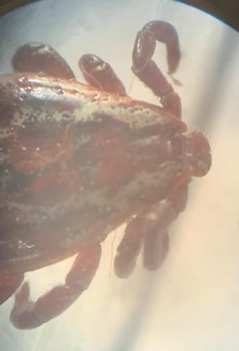 Réf. 276 597 : Dermacentor sp.