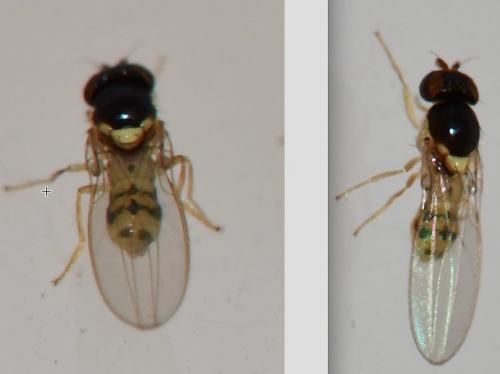 Réf. 276 528 : Asteia amoena