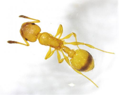 Temnothorax unifasciatus
