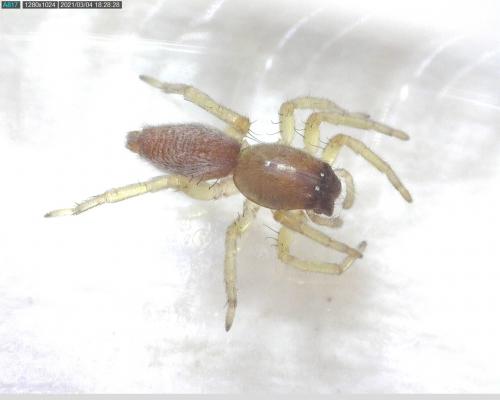 Clubiona sp.