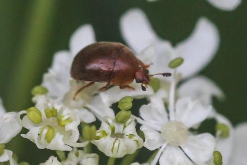 Cychramus luteus