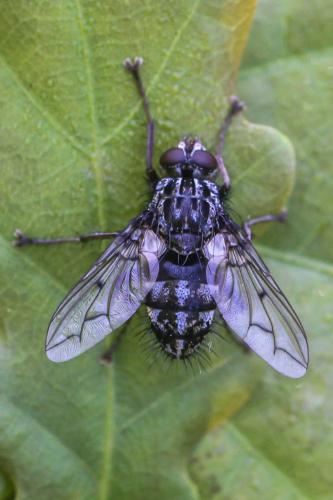 Réf. 276 297 : Trixa conspersa