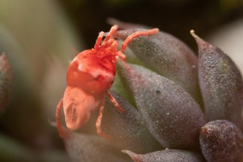 Eutrombidium sp.