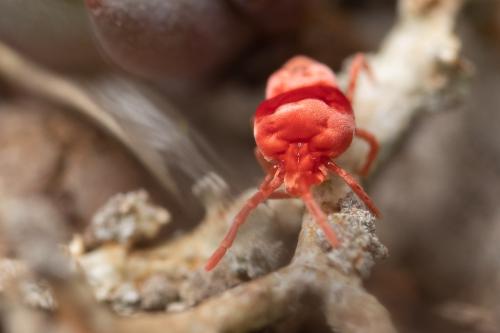 Eutrombidium sp.