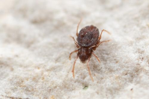 Gymnodamaeus bicostatus