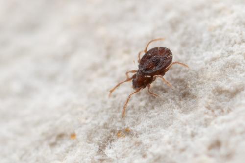 Gymnodamaeus bicostatus