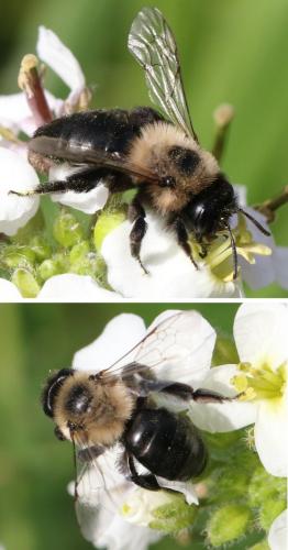 Andrena sp.