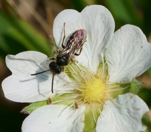 Andrena sp.