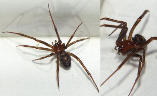 Steatoda grossa