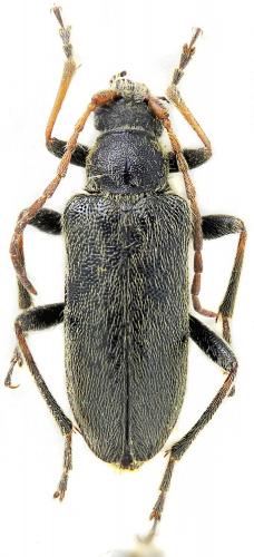 Cortodera kaphanica