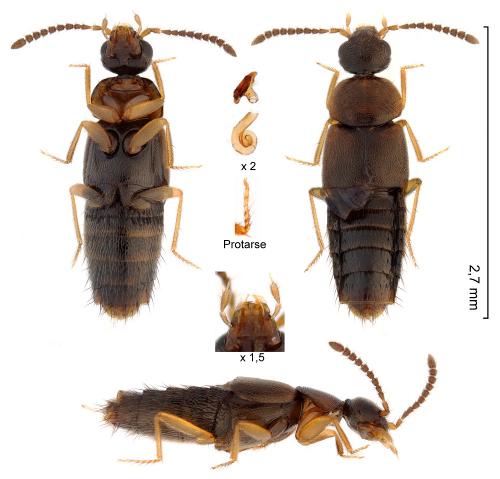 Réf. 276 476 : Atheta laticollis