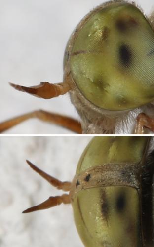 Atylotus loewianus