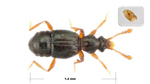 Bibloporus bicolor bicolor