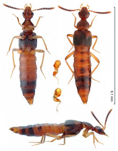 Réf. 276 993 : Bolitochara tecta