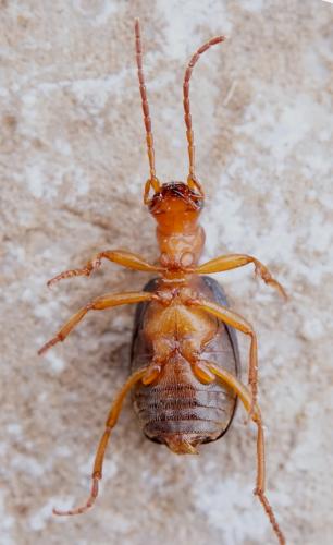 Brachinus brevicollis