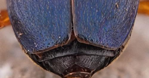 Brachinus brevicollis