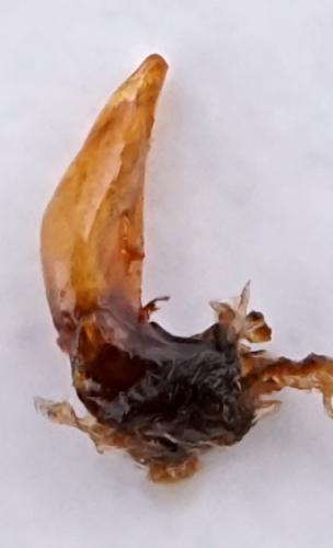 Brachinus brevicollis