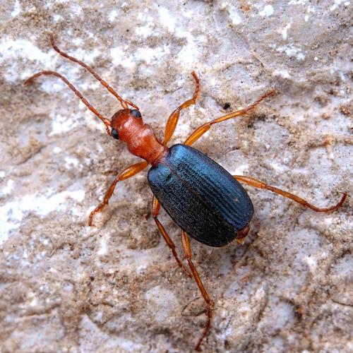 Brachinus brevicollis