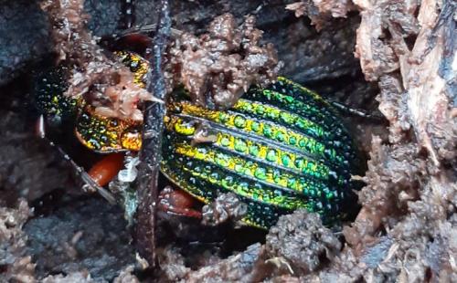Réf. 276 529 : Carabus auronitens