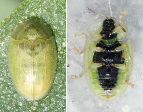 Réf. 276 022 : Cassida vittata