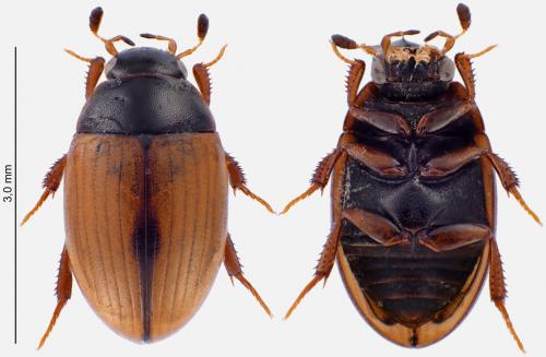 Cercyon unipunctatus