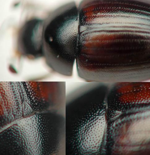 Cercyon haemorrhoidalis