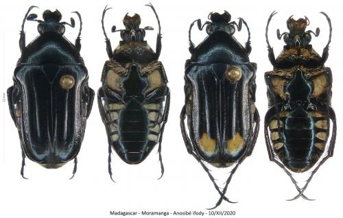 Pyrrhopoda marginicollis