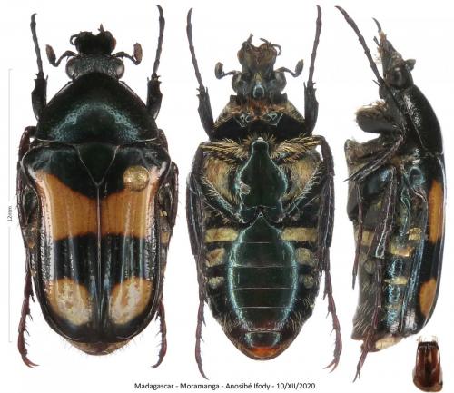 Pyrrhopoda marginicollis