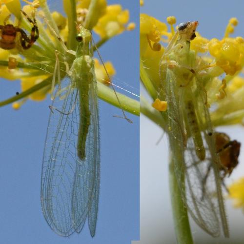 Chrysoperla sp.