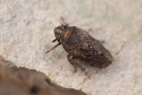 Tettigometra griseola