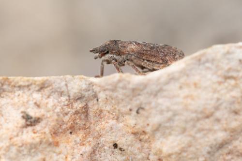 Tettigometra griseola