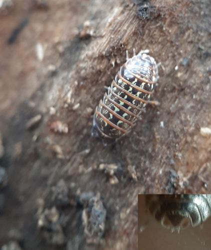 Armadillidium pictum