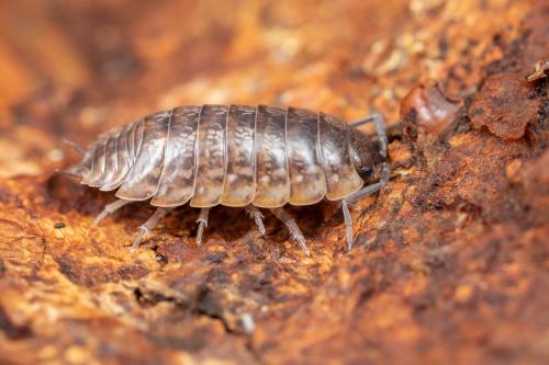 Porcellio gallicus