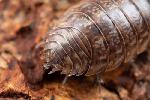 Porcellio gallicus