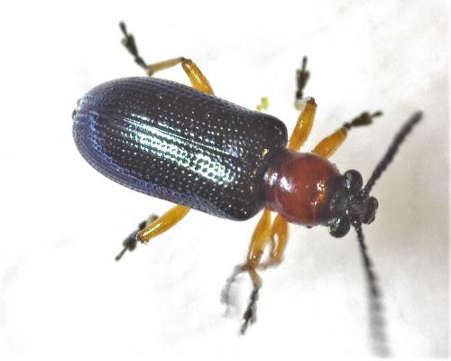 Réf. 276 725 : Oulema sp.