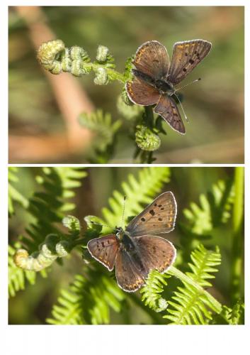 Lycaena tityrus