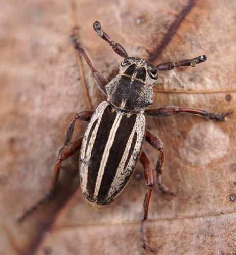 Dorcadion vincenzae