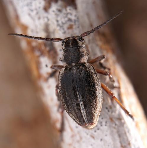 Dorcadion vincenzae