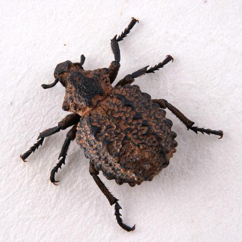 Brachycerus sp.