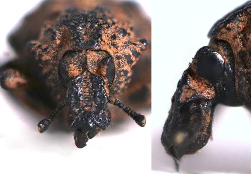 Brachycerus sp.