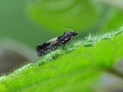 Réf. 276 037 : Endothenia nigricostana