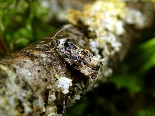 Réf. 276 035 : Endothenia sp.