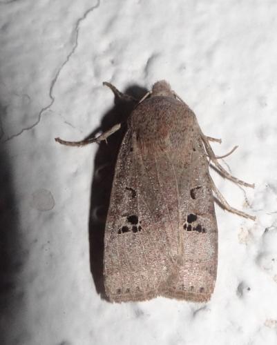 Réf. 276 032 : Conistra rubiginosa
