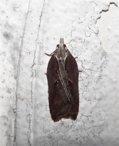 Réf. 276 375 : Acleris cristana
