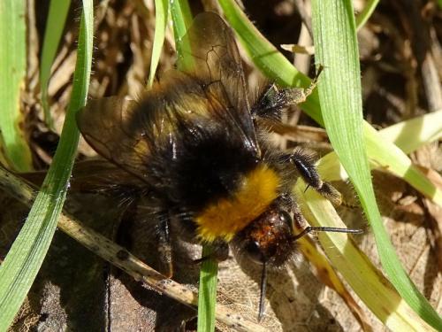 Bombus pratorum