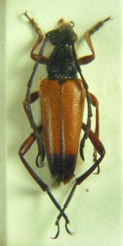 Réf. 276 462 : Stictoleptura heydeni