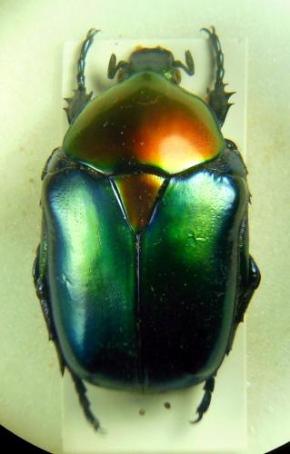 Cetonischema speciosa jousselini