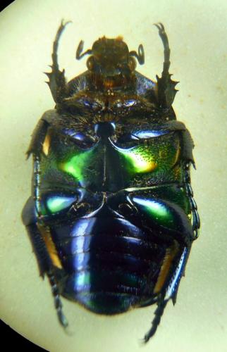 Cetonischema speciosa jousselini